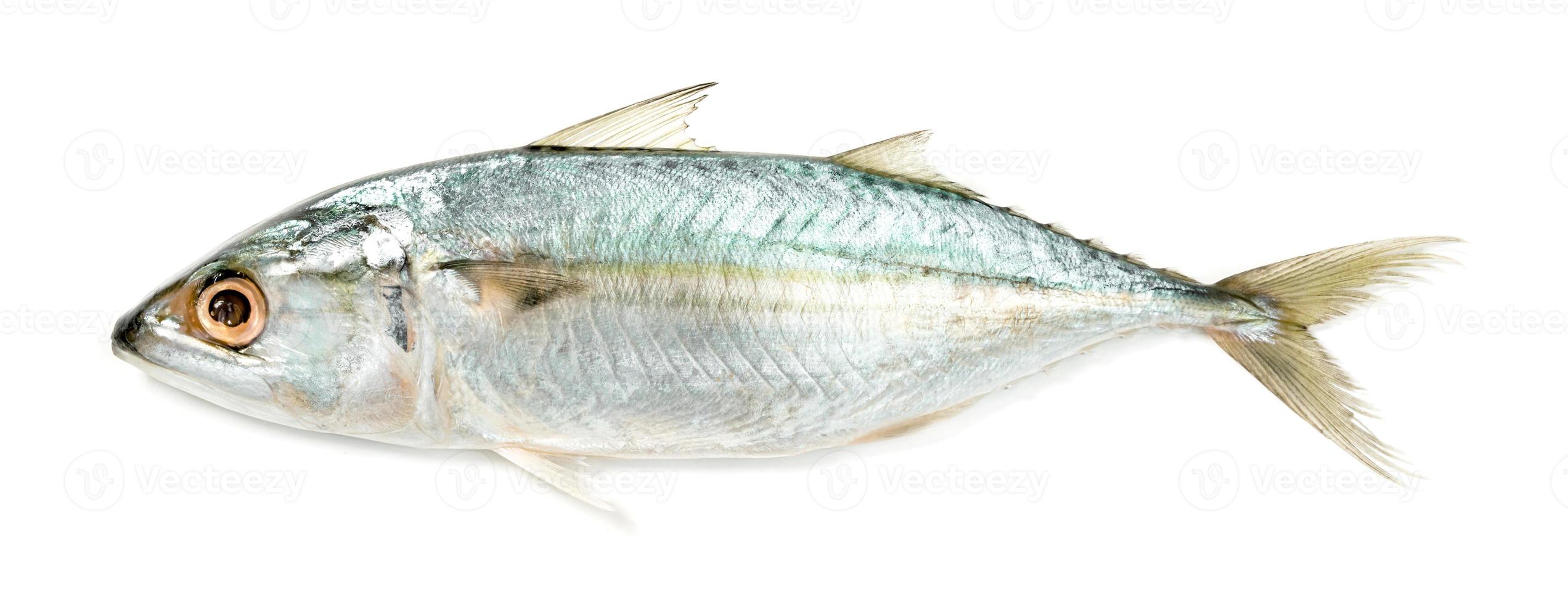 Fresh mackerel fish isolated on white background photo