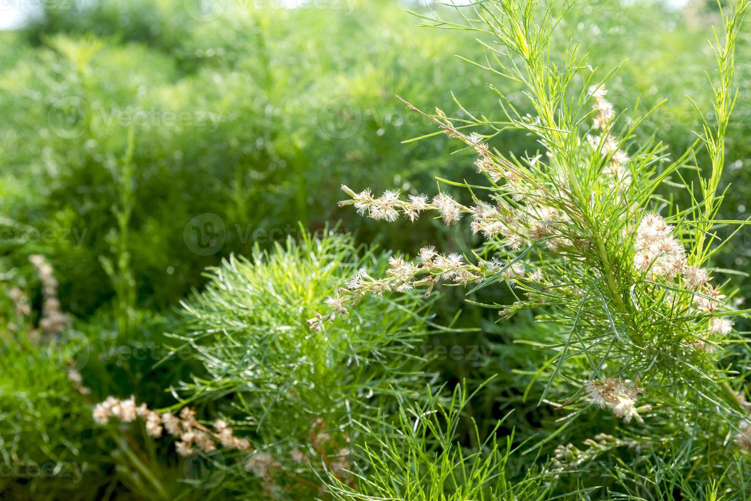 Asparagus racemosus or Shatawari,herb plant photo