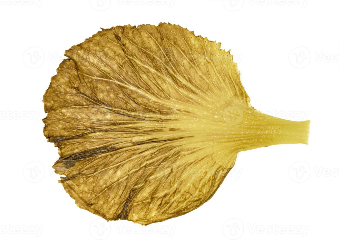 leaf pickled Chinese Cabbage isolated on white background ,Green leaves pattern photo