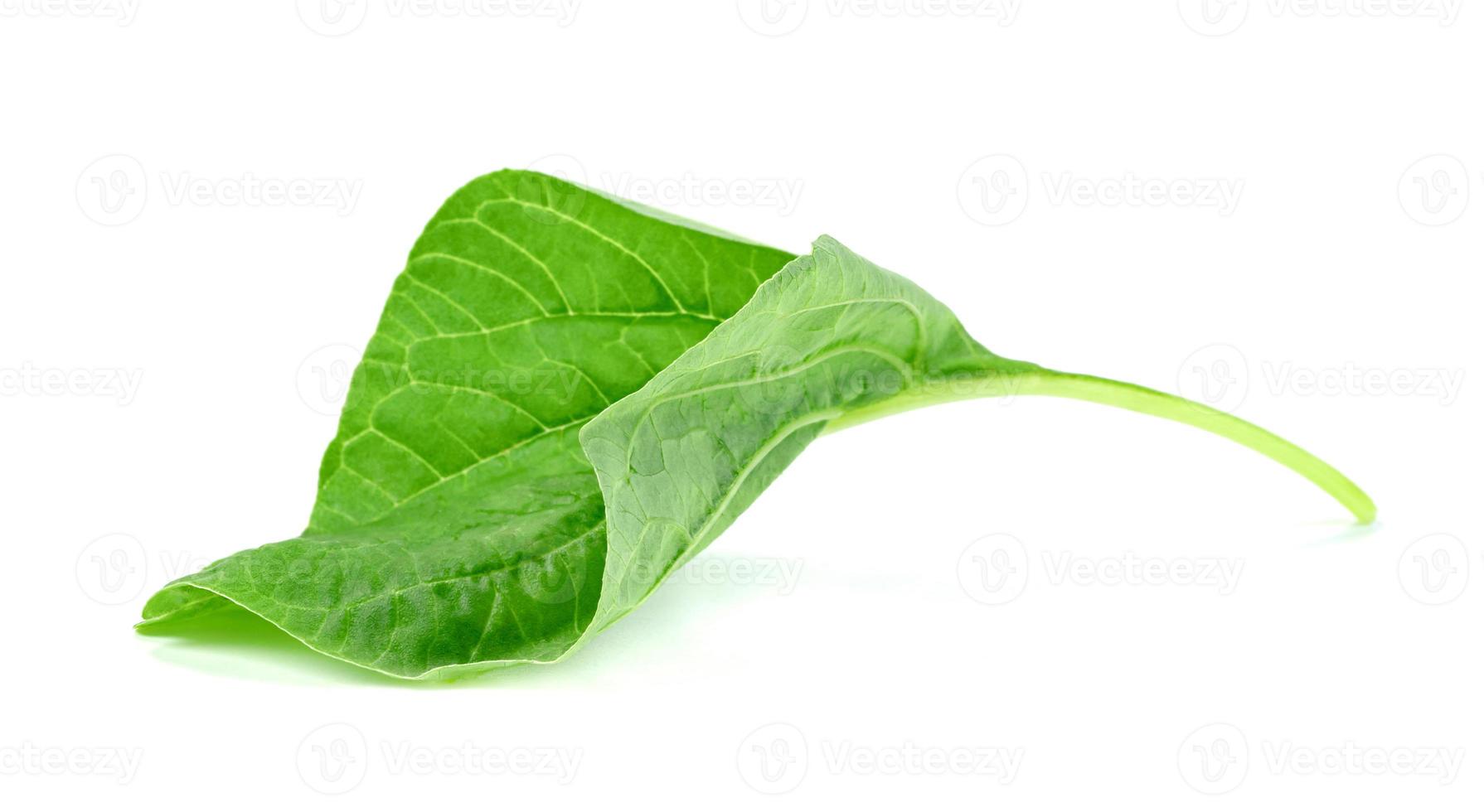 Green spinach leaf or Amaranthus viridis  in Thailand  isolated on white background ,Green leaves pattern photo