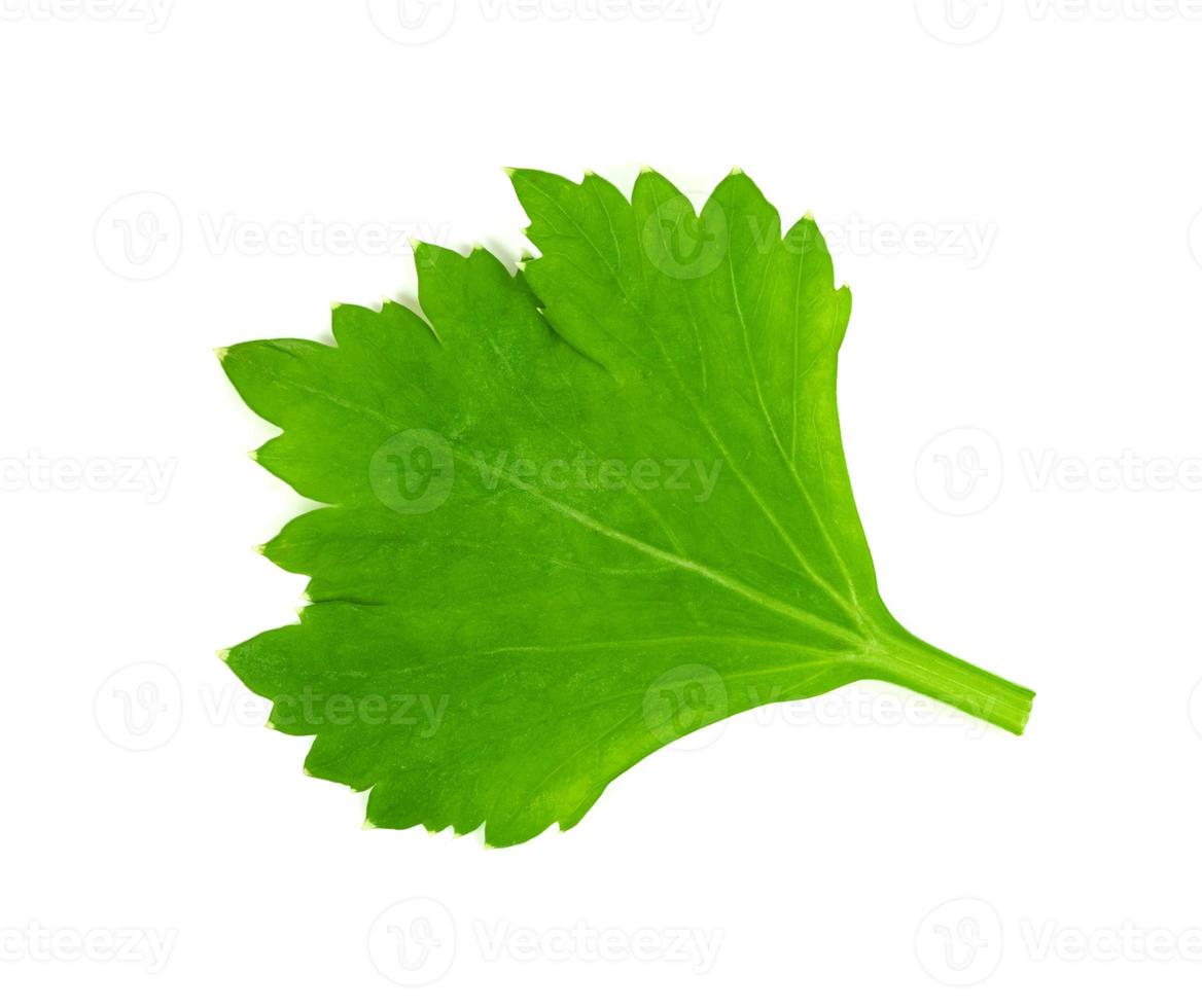 cilantro de hoja o cilantro aislado sobre fondo blanco, patrón de hojas verdes foto