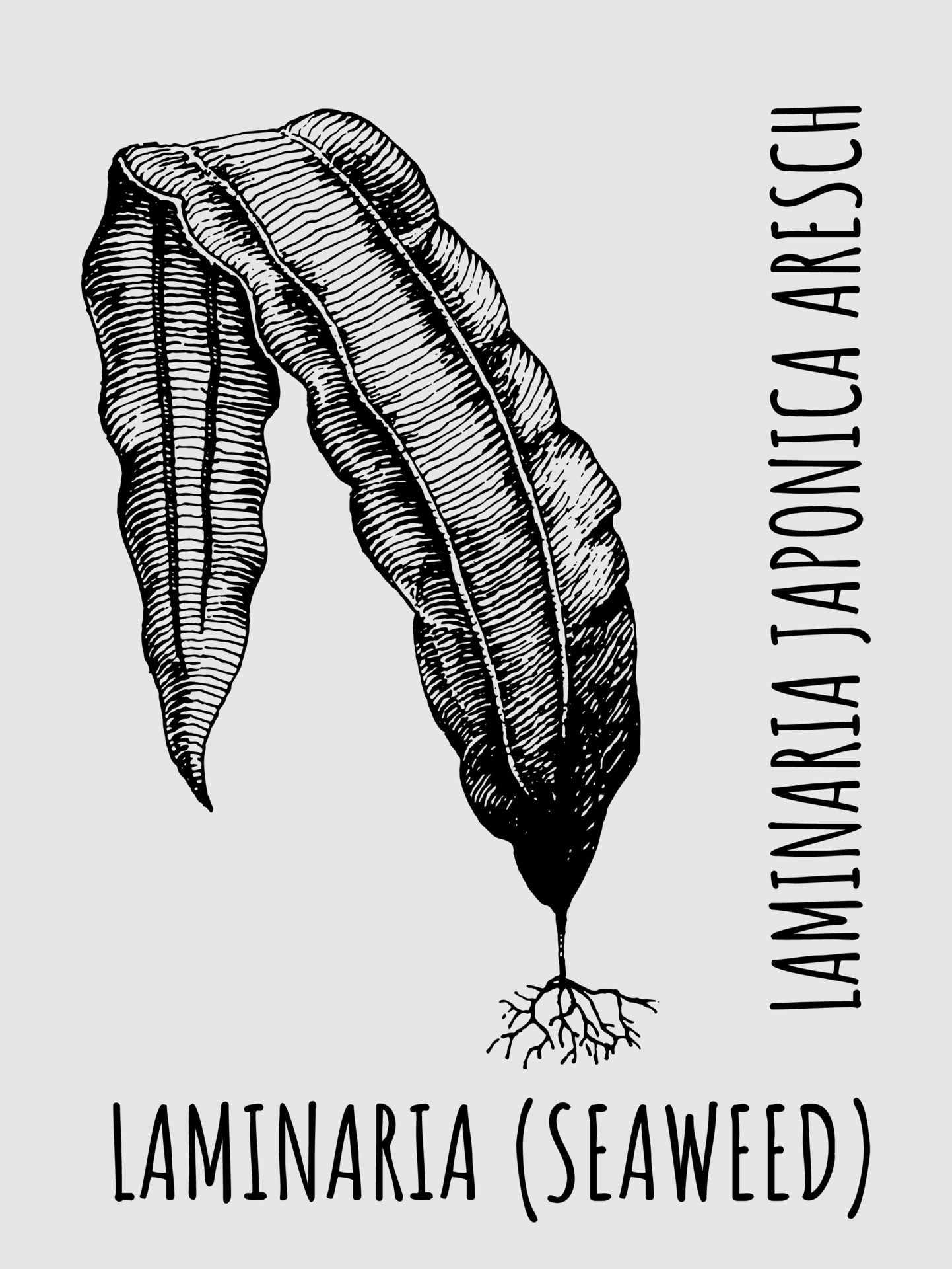 Vector drawing laminaria sea kale. Hand drawn illustration. The Latin