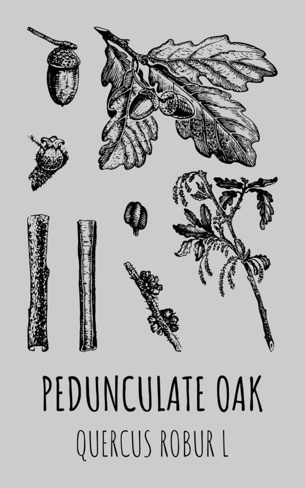 Vector illustration of Pedunculate oak leaves, acorns, twigs. QUERCUS ROBUR L. Realistic drawing. Autumn symbol.