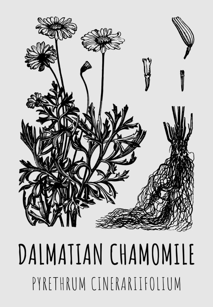 Hand drawn pharmaceutical dalmatian chamomile PYRETHRUM CINERARIIFOLIUM. Vector graphic illustration for print and other decorations. Alternative medicine, beauty, cosmetics and medicinal herbs.