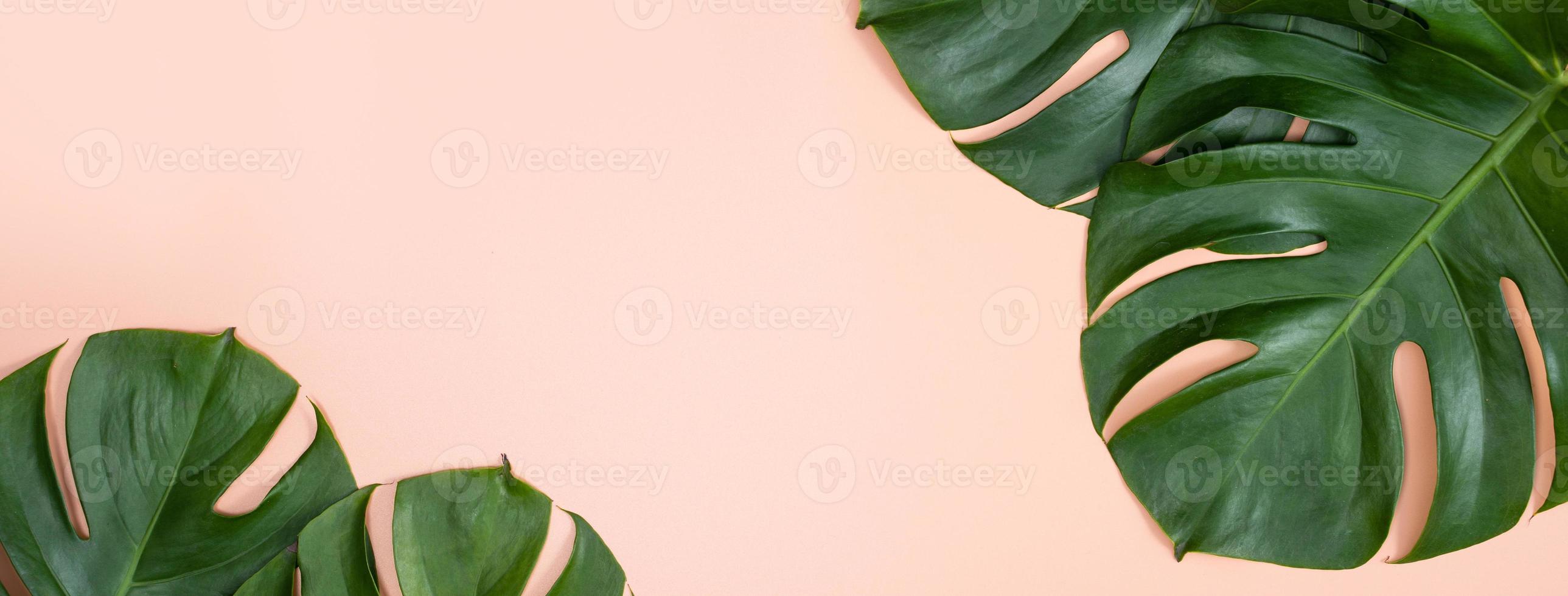 hermosa rama de hojas de monstera de palma tropical aislada sobre fondo rosa brillante, vista superior, plano, encima del concepto de diseño en blanco de belleza de verano. foto