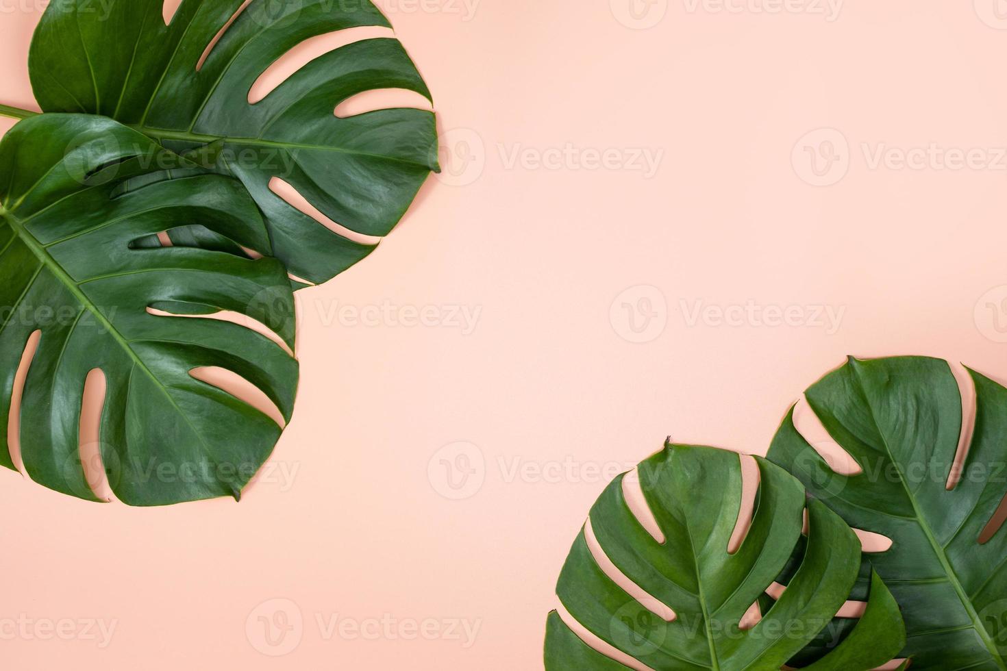 Beautiful tropical palm monstera leaves branch isolated on bright pink background, top view, flat lay, overhead above summer beauty blank design concept. photo