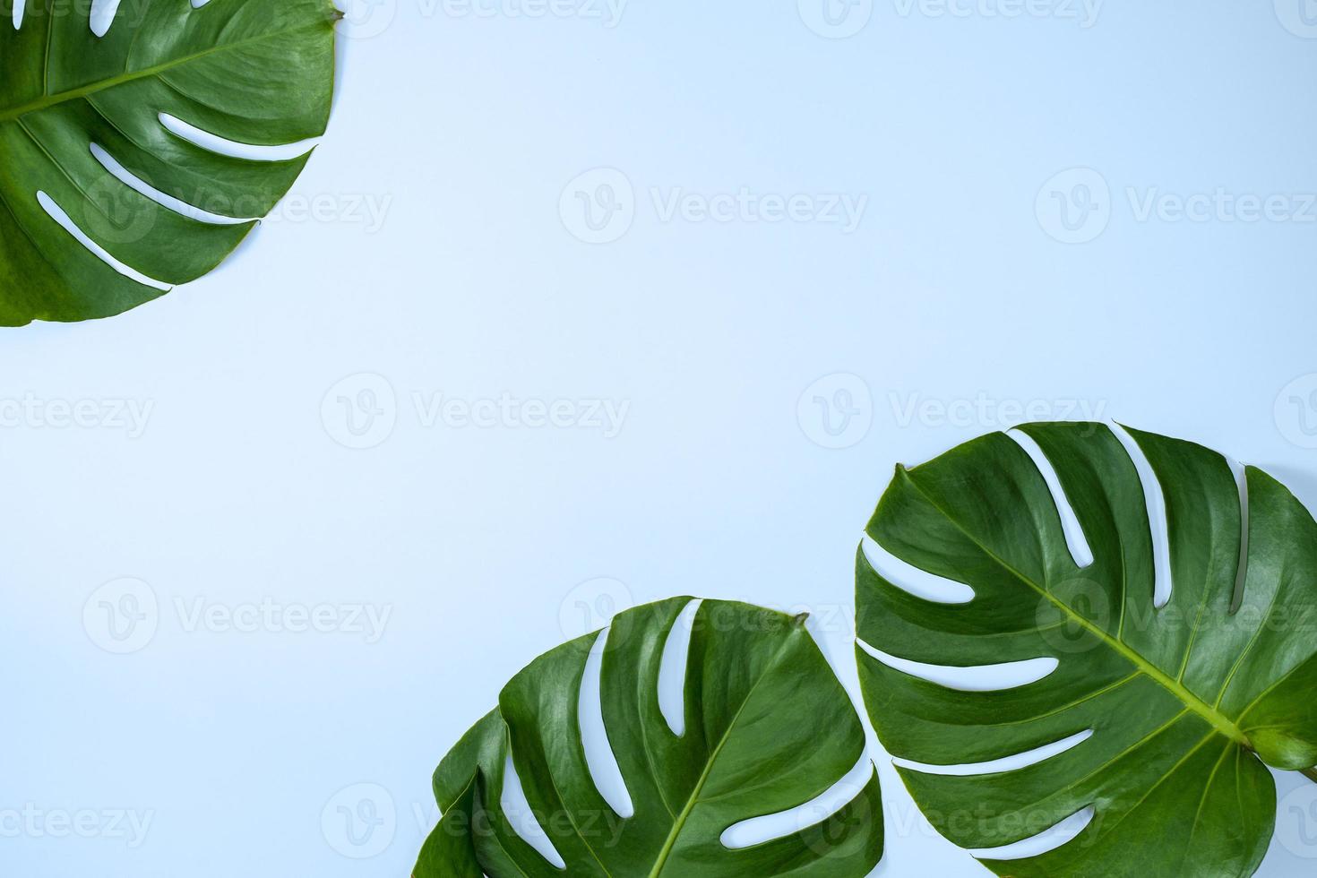 hermosa rama de hojas de monstera de palma tropical aislada sobre fondo azul brillante, vista superior, plano, encima del concepto de diseño en blanco de belleza de verano. foto