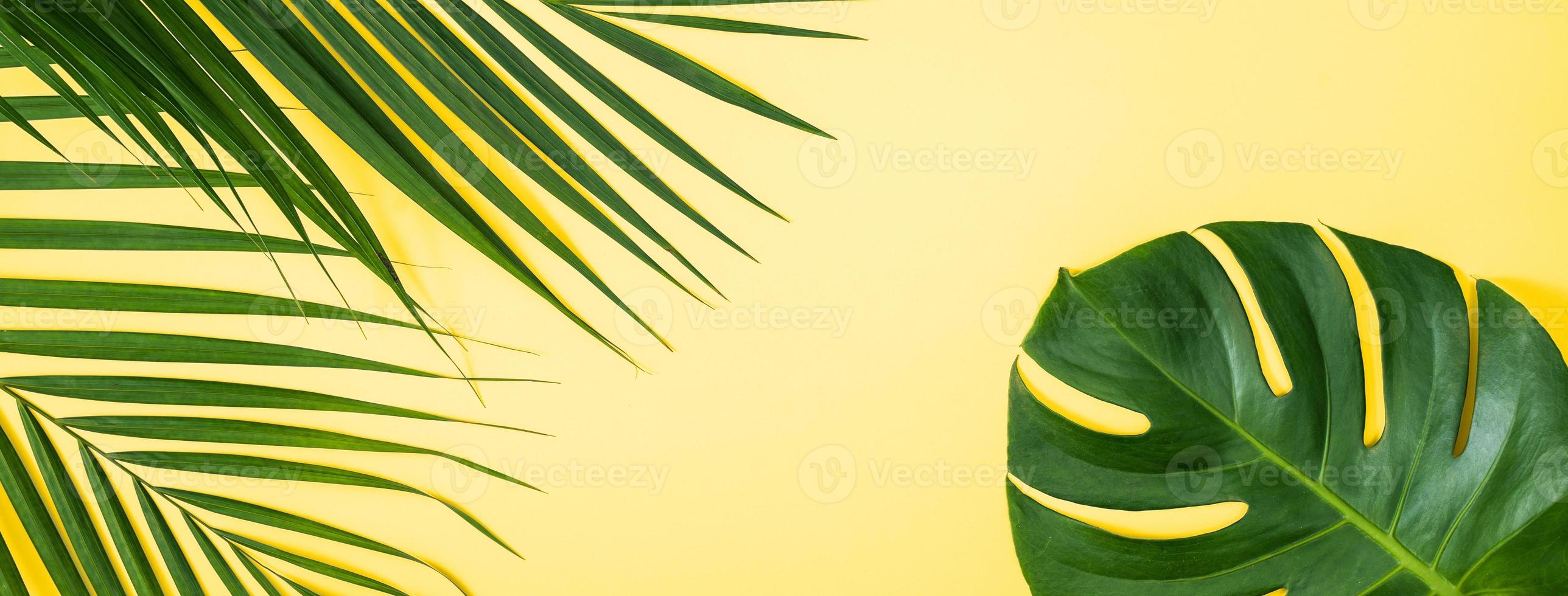 hermosa palma tropical hojas de monstera rama aislada sobre fondo amarillo pastel, vista superior, plano, encima del concepto de diseño en blanco de belleza de verano. foto