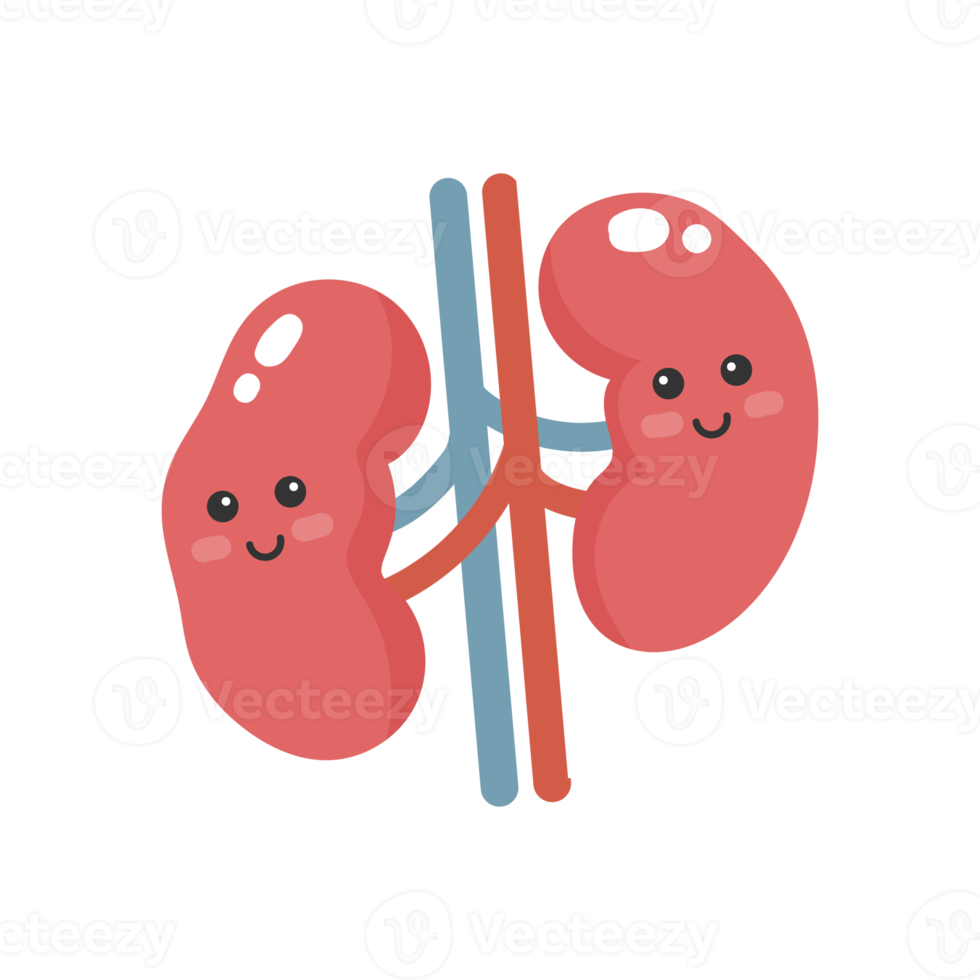 Cute cartoon kidneys. Kidneys illustration. png