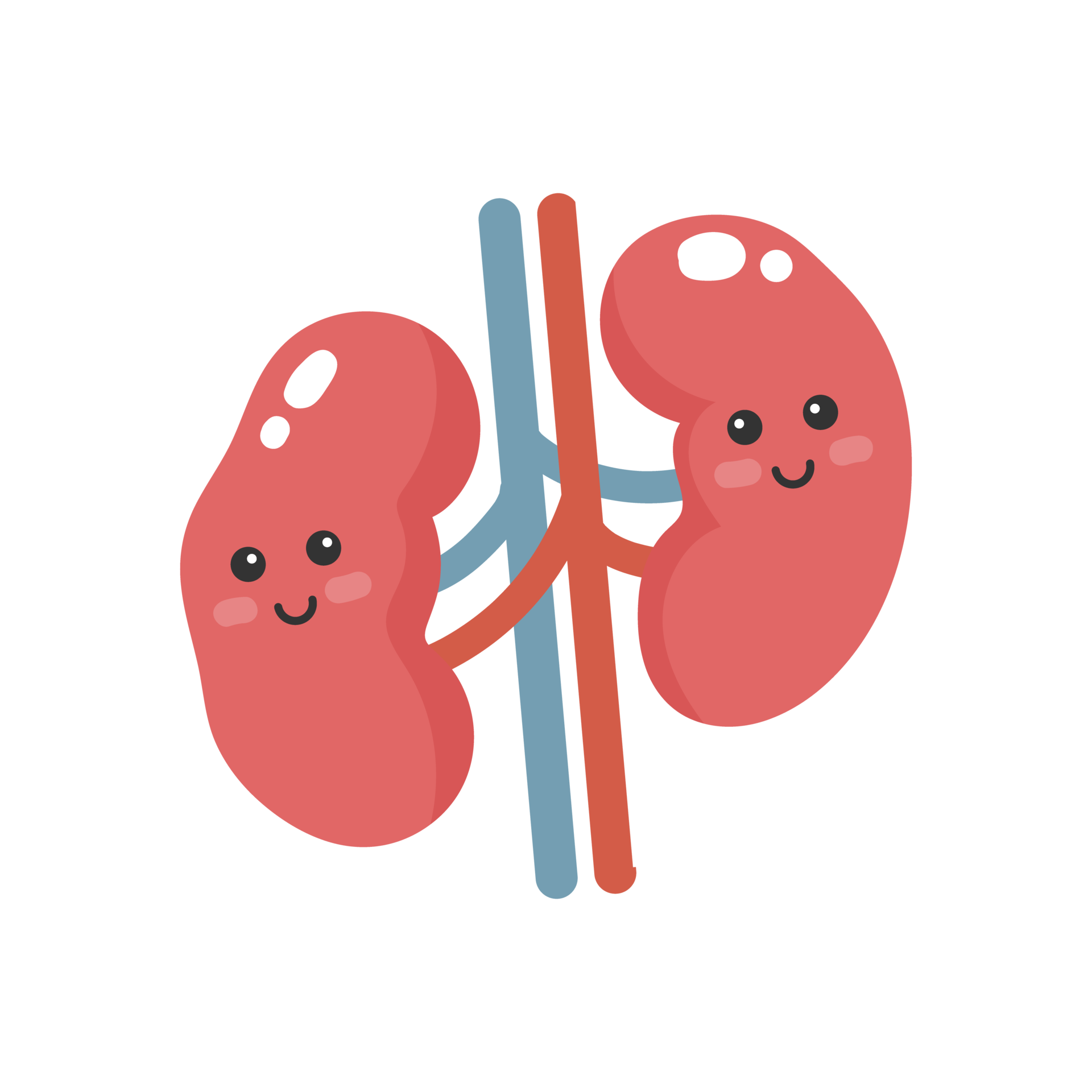 Free Cute cartoon kidneys. Kidneys illustration. 10789830 PNG with Transparent Background Free Cute cartoon kidneys. Kidneys illustration. 10789830 PNG with Transparent Background
