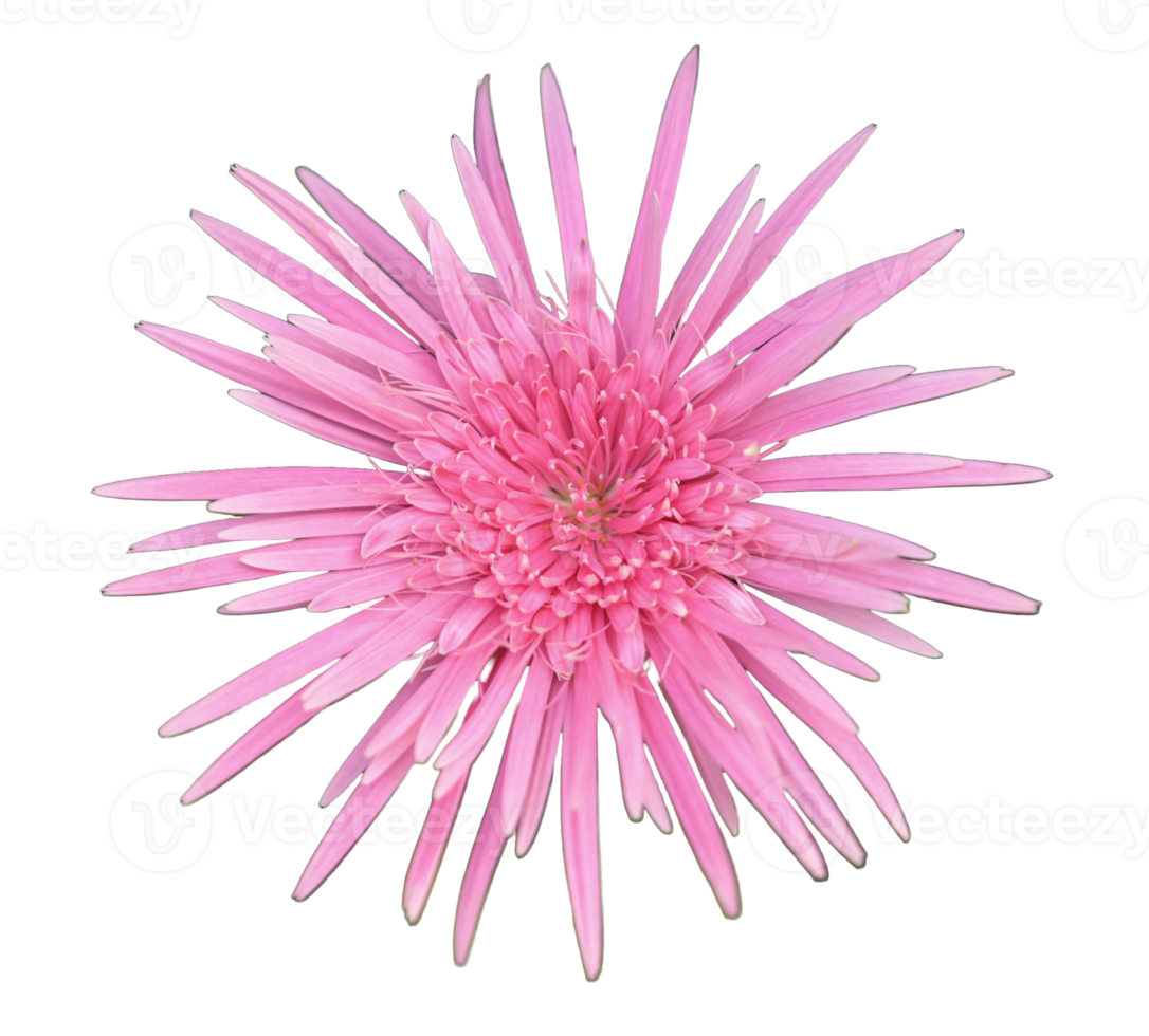 Pink gerbera flowers, transparent background. png