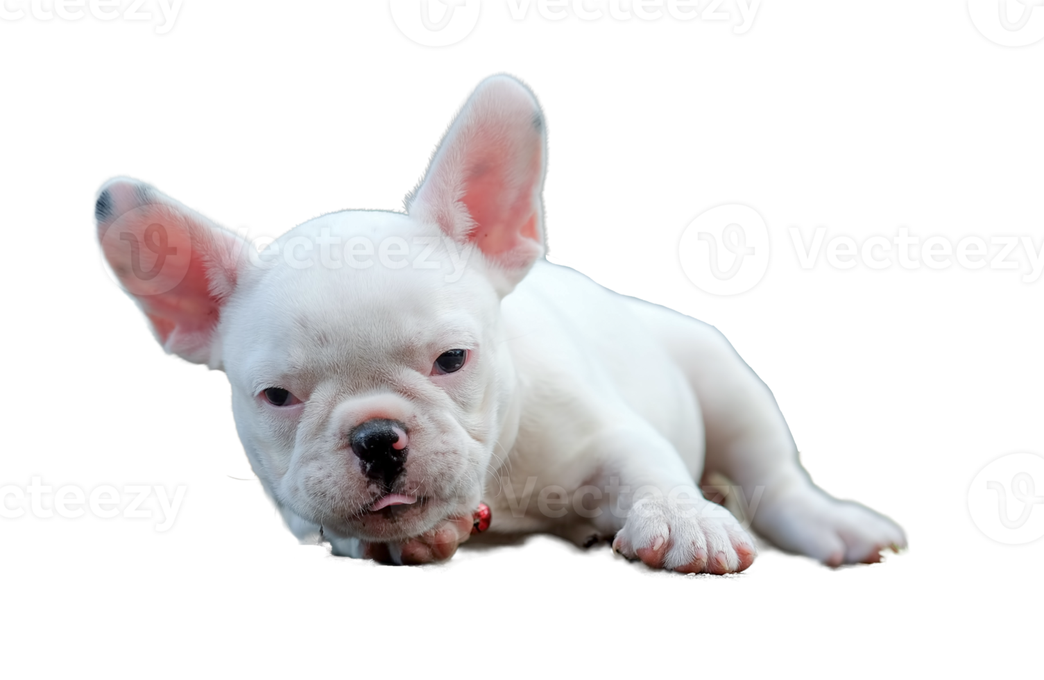 bianca francese bulldog cucciolo, trasparente sfondo. png