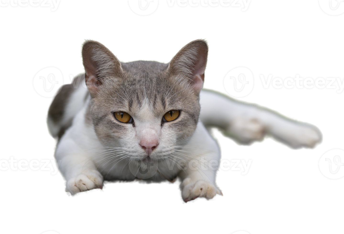 White cat lying looking at camera, background Transparent. png