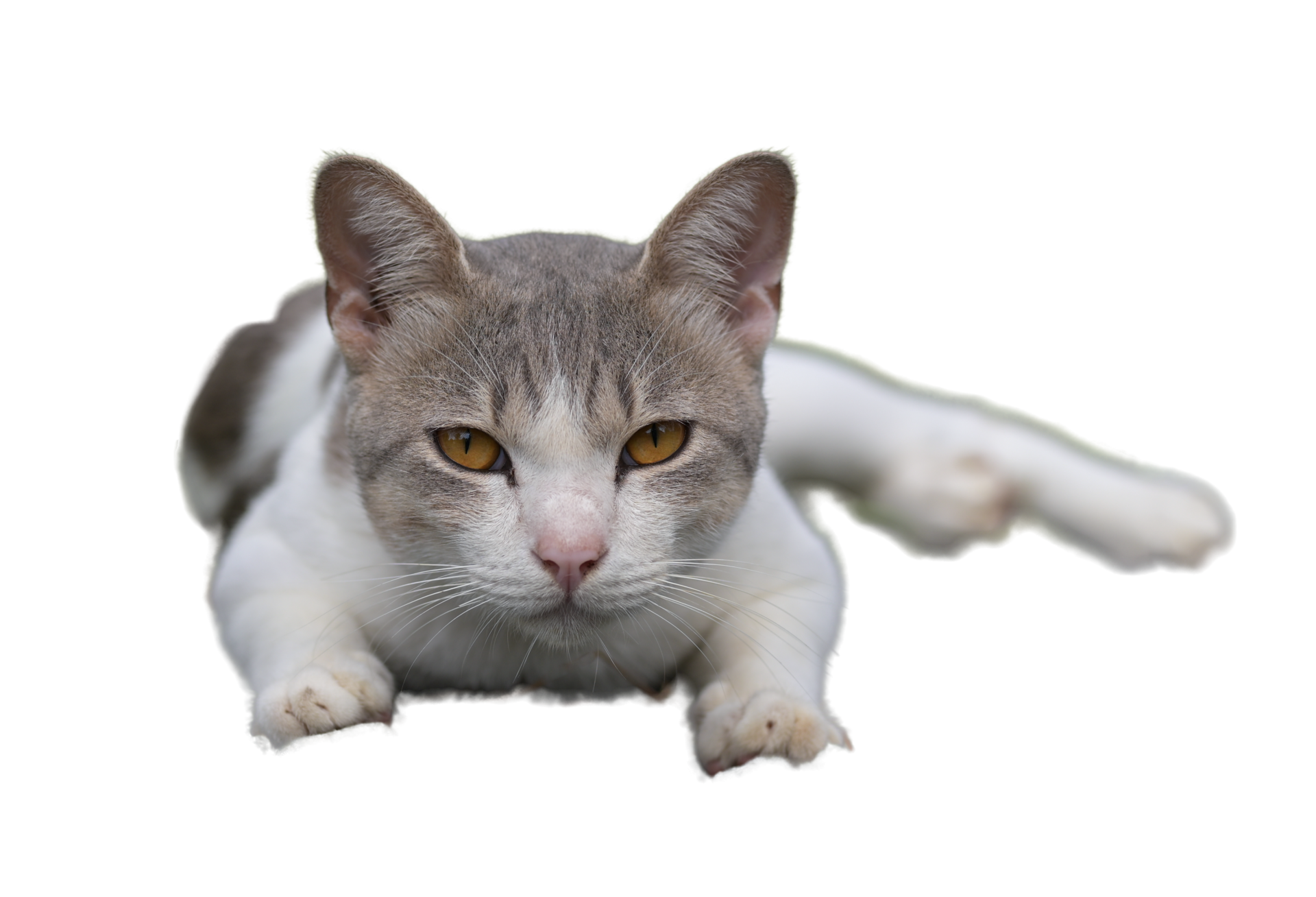 White cat lying looking at camera, background Transparent. 10789907 PNG