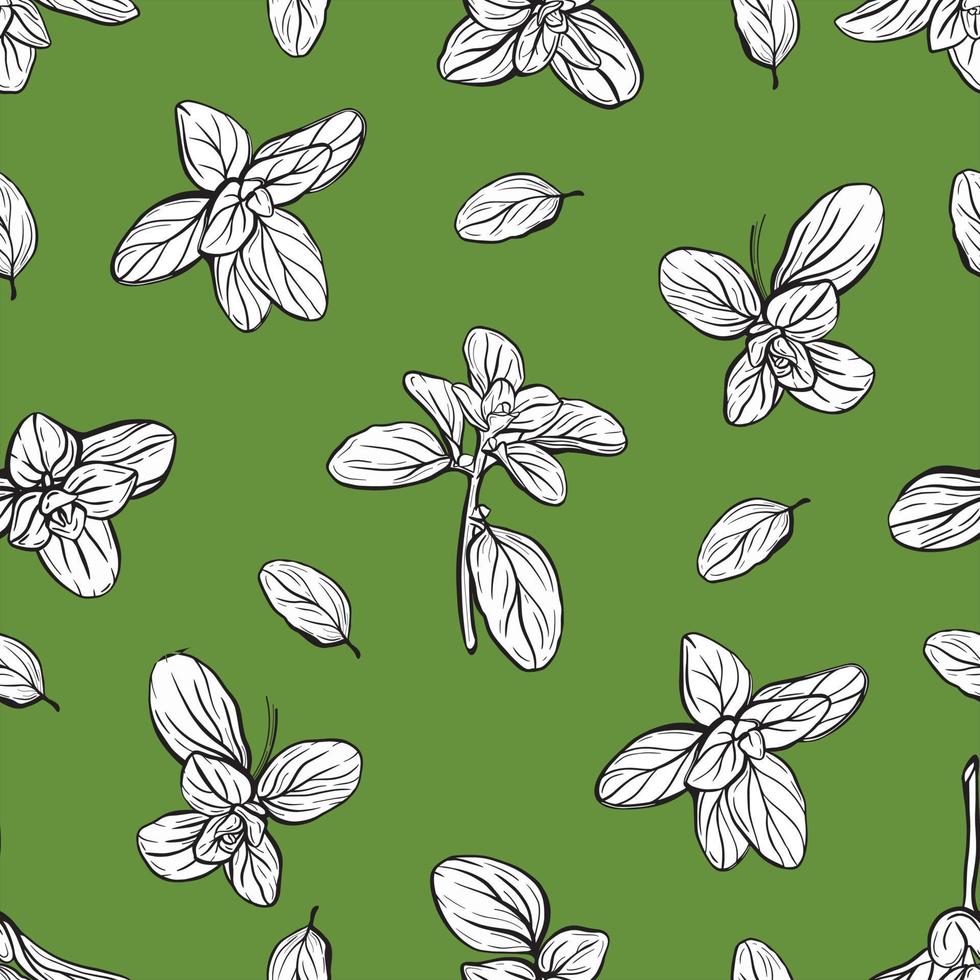 Basil Pattern. Italian herbs.A sprig of marjoram vector