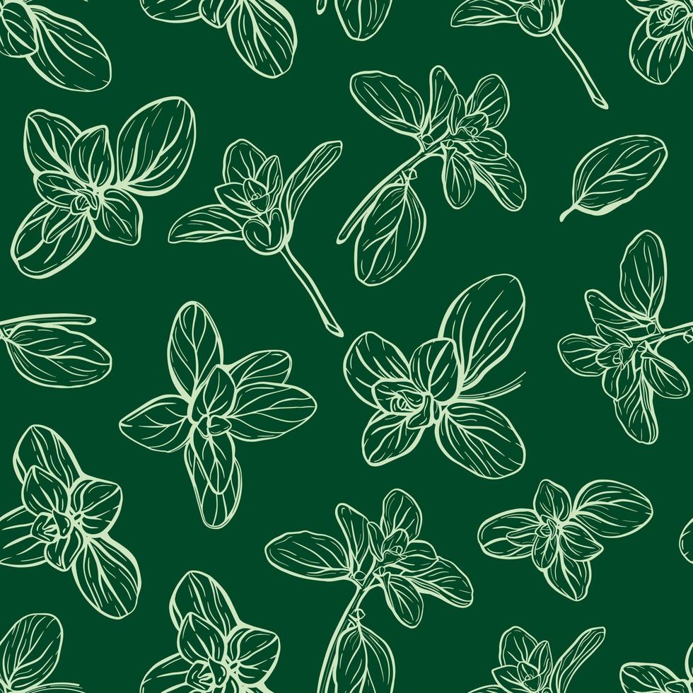 Basil Pattern. Italian herbs. Marjoram pattern vector