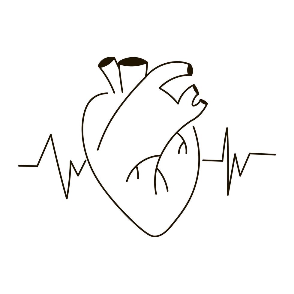 corazón humano con icono de pulso de latido cardíaco en estilo de esquema aislado en fondo blanco, concepto de atención médica vector