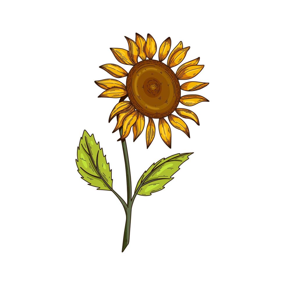 Sunflower vector illustration isolated on white. Botanical floral illustration, wild meadow sunflower