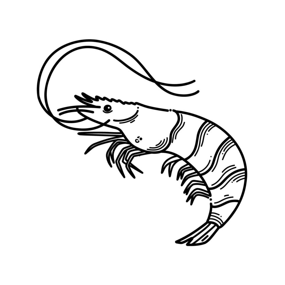 Shrimp vector illustration. Seafood in engraved style. Hand drawn sketch design element