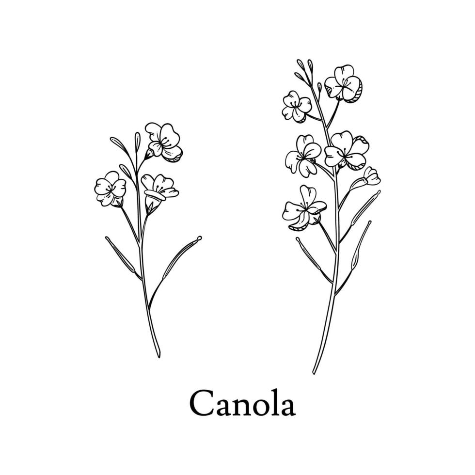canola ilustración vectorial dibujada a mano aislada sobre fondo blanco. hierba oleaginosa de canola o colza en conjunto de líneas negras vector