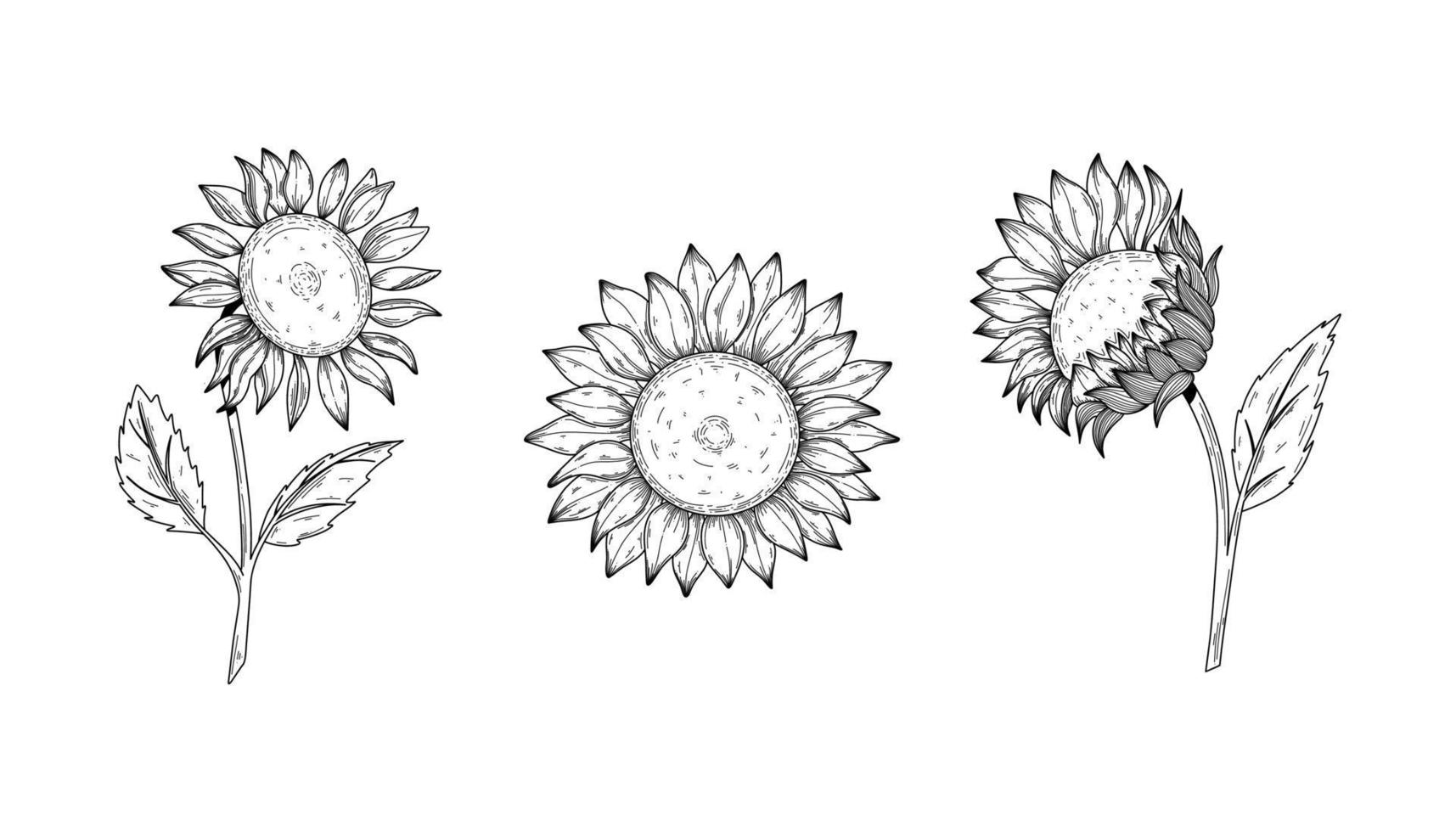 conjunto de dibujo vectorial de flor de girasol. ilustración aislada dibujada a mano de girasol en boceto vintage. genial para el diseño de envases de aceite, etiqueta, pancarta, afiche. vector