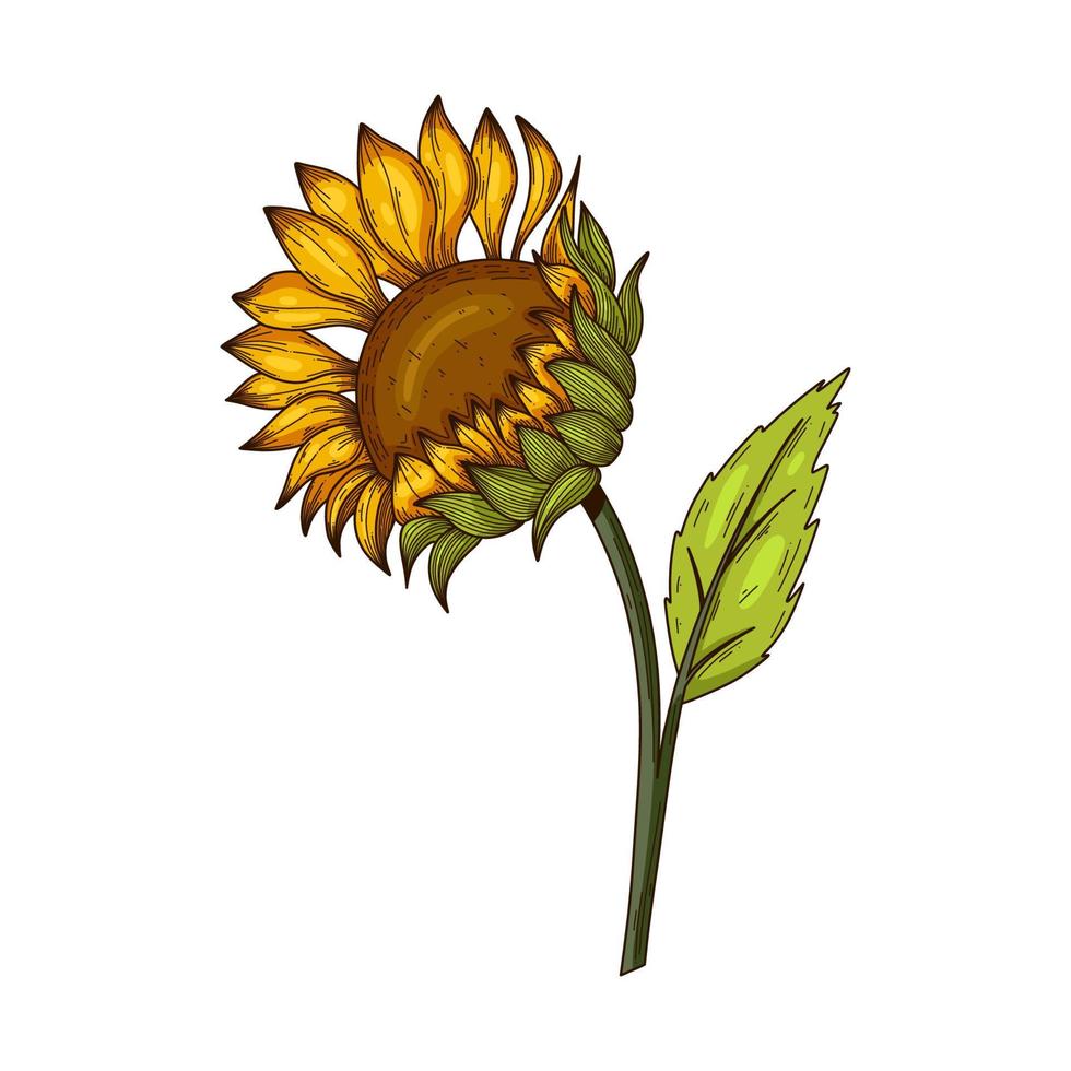 ilustración de vector de girasol aislado en blanco. ilustración floral botánica, girasol de pradera silvestre