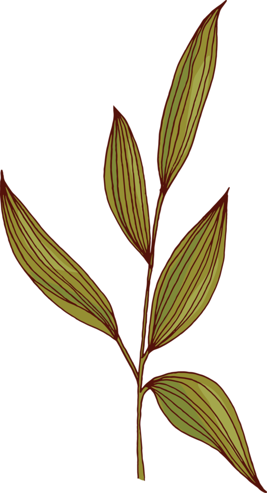 hand draw sketch leaf png