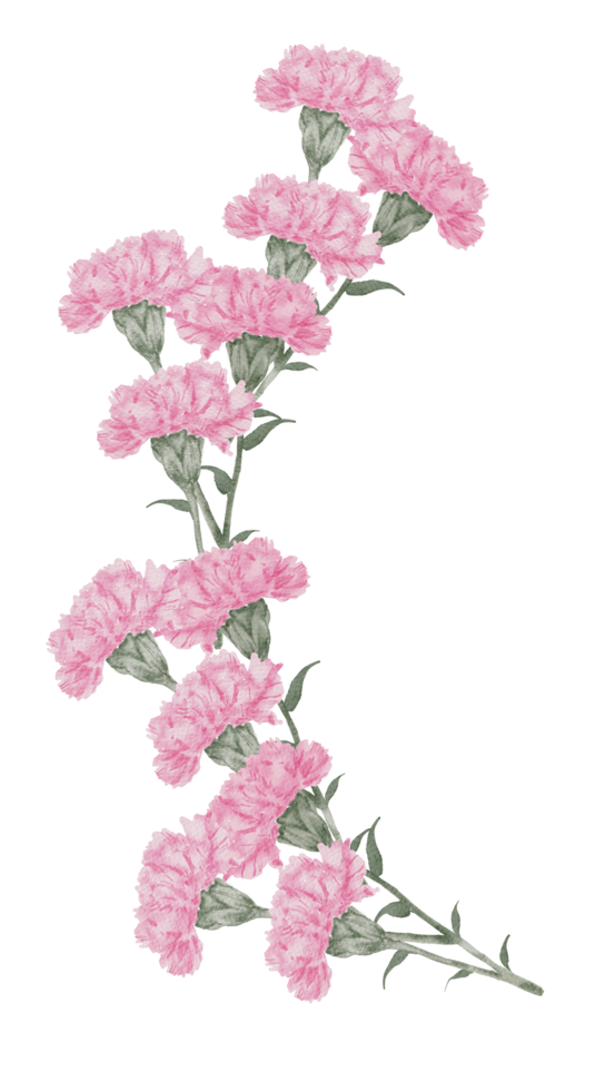 Carnation watercolor bouquet line art png