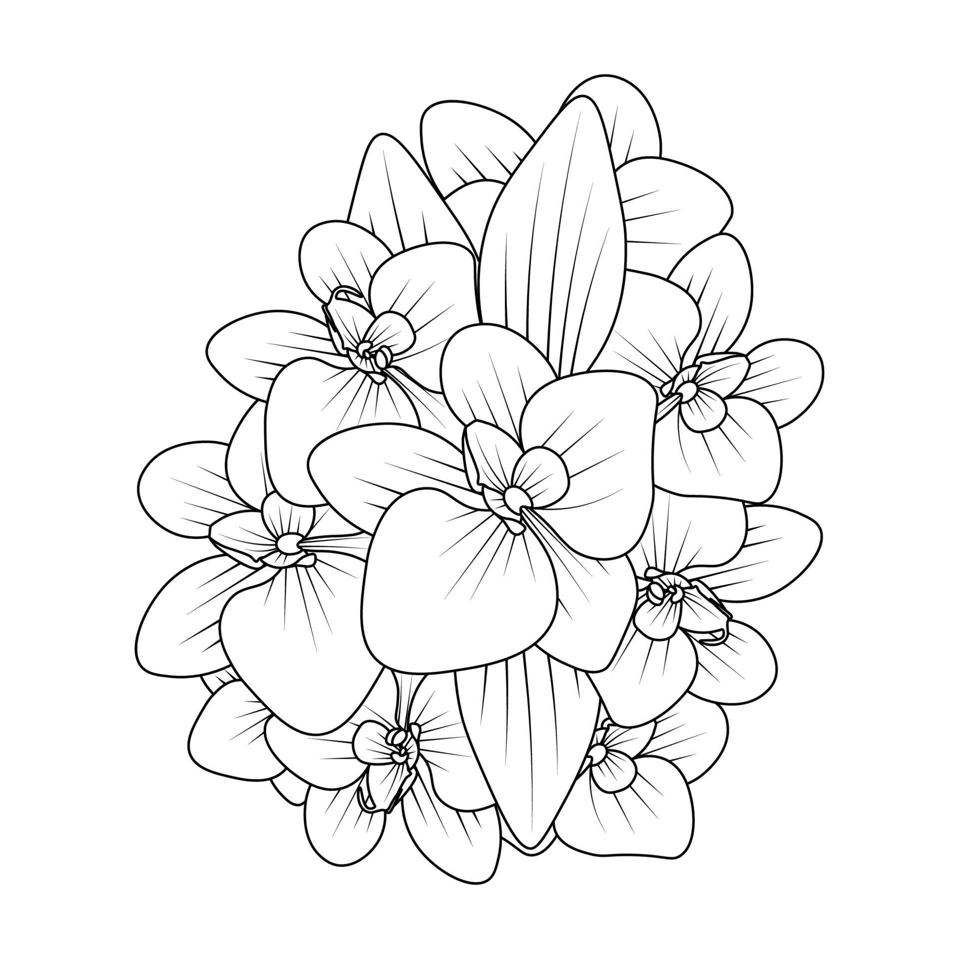 Orchid flower drawing illustration. Black and white with line art on white  backgrounds. - Stock Image - Everypixel