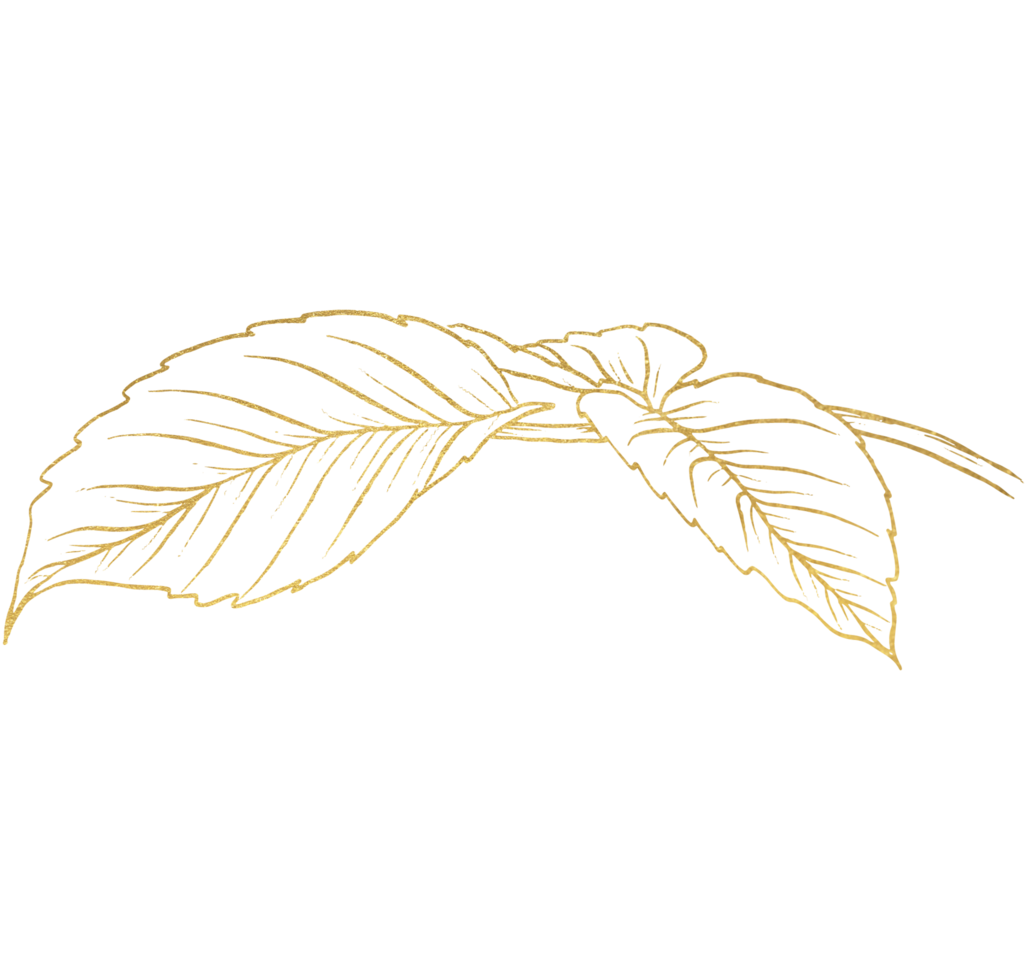 Rose Flower with gold line art png