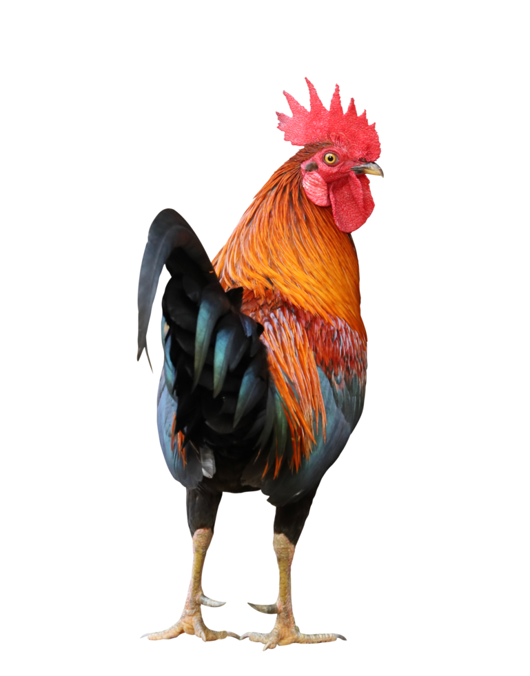 Colorful free range male rooster isolated on white background png