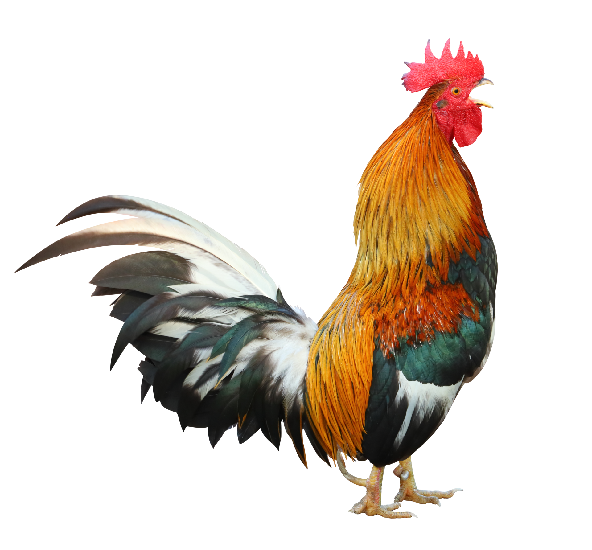 Colorful free range male rooster isolated on white background 10792657 PNG