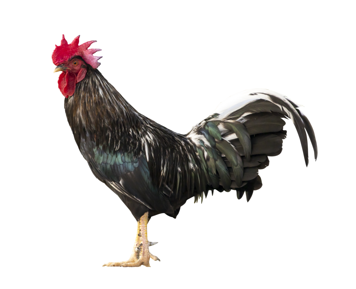 Colorido gallo macho de rango libre aislado sobre fondo blanco. png