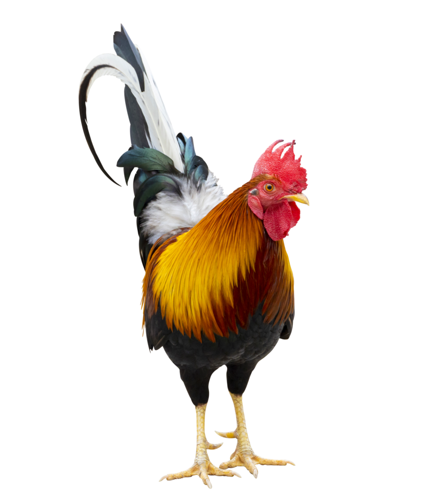 galo macho ar livre colorido isolado no fundo branco png