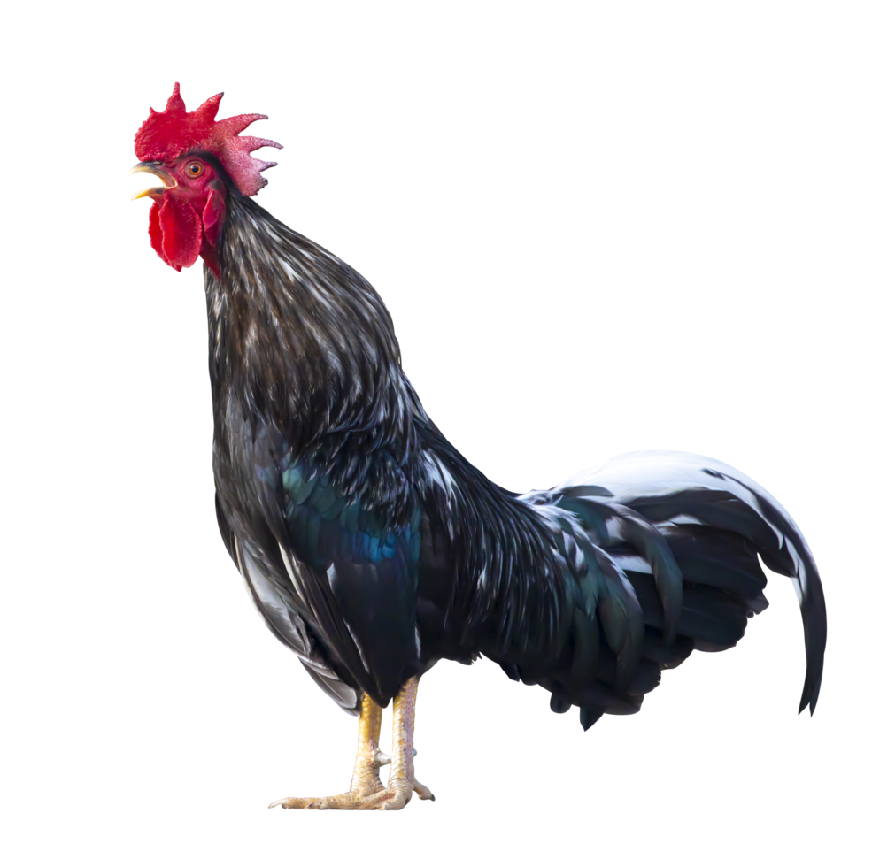 Coq mâle noir en liberté qui chante le matin isolé sur fond blanc png