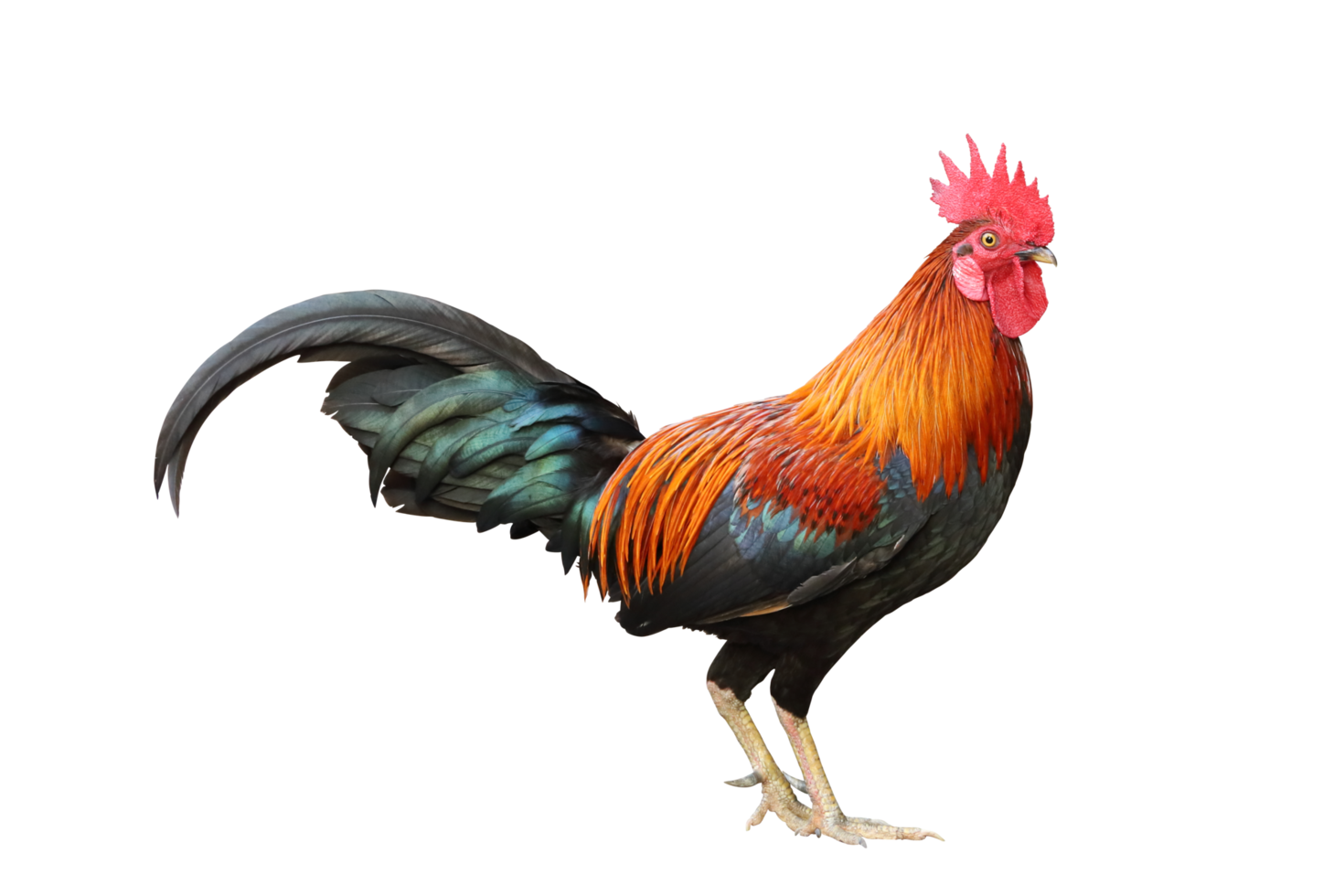 Colorful free range male rooster isolated on white background png