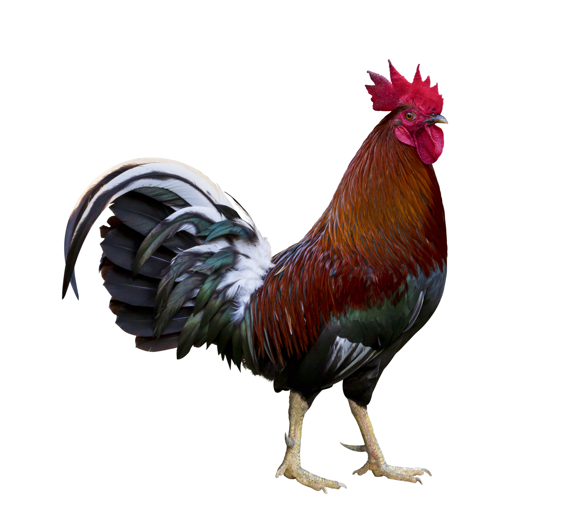 Colorful free range male rooster isolated on white background 10792663 PNG