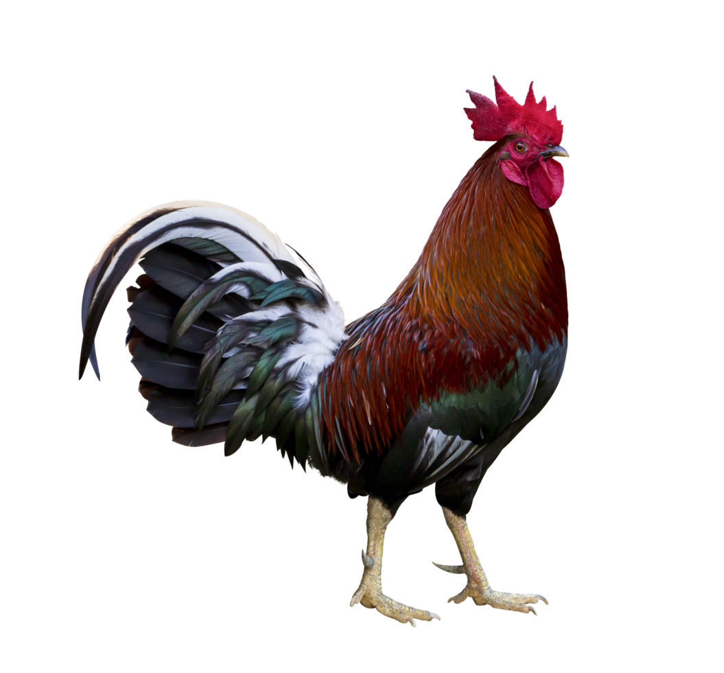 Colorful free range male rooster isolated on white background png