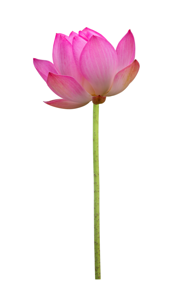 Pink lotus flower in full bloom isolated on transparent background for design usage purpose png