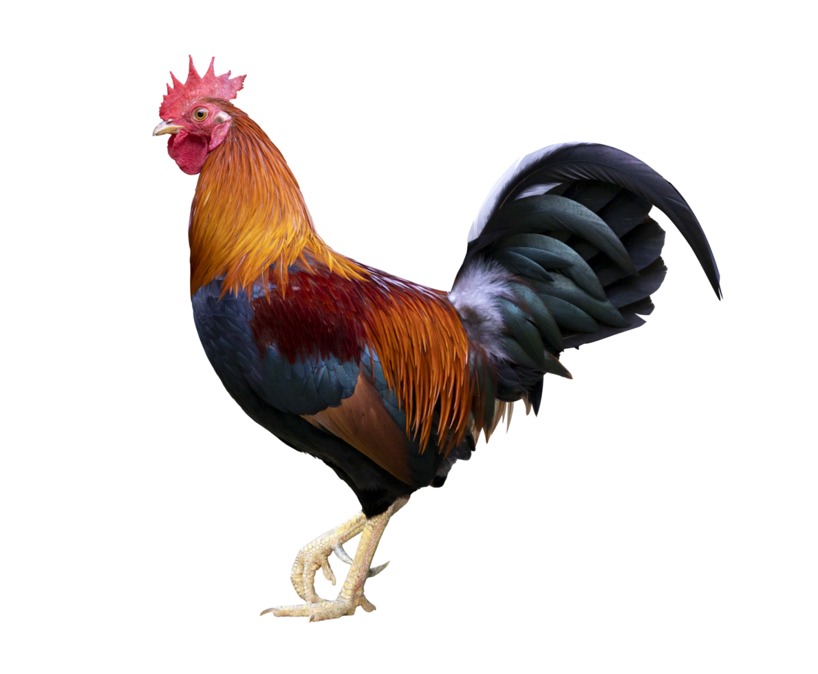 Colorful free range male rooster isolated on white background png