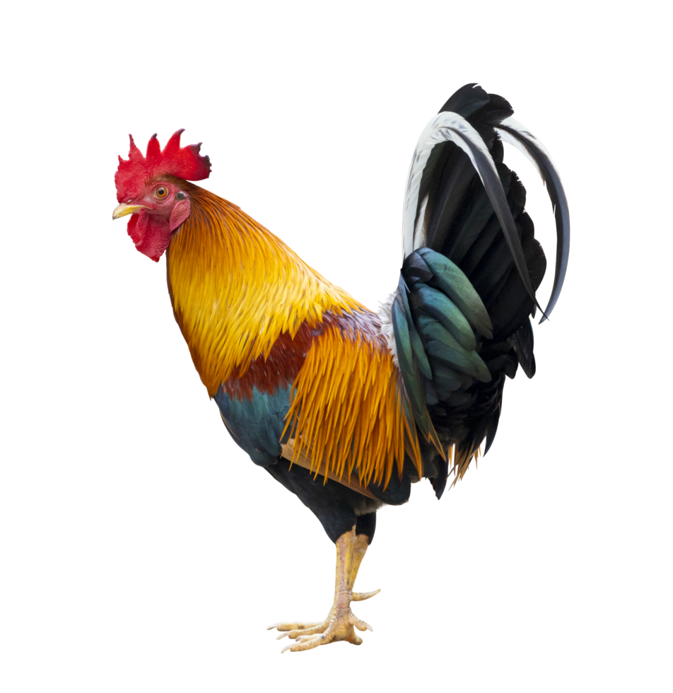 Colorful free range male rooster isolated on white background png