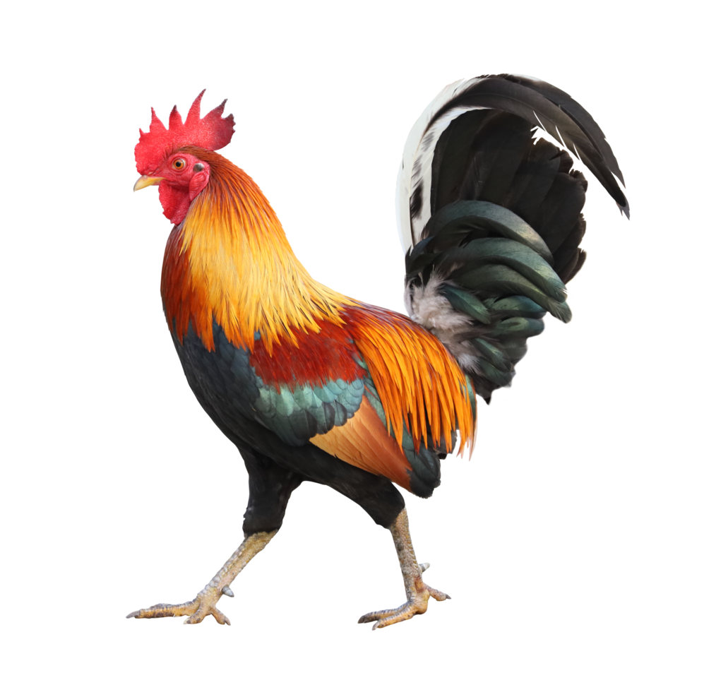 Colorful free range male rooster isolated on white background png