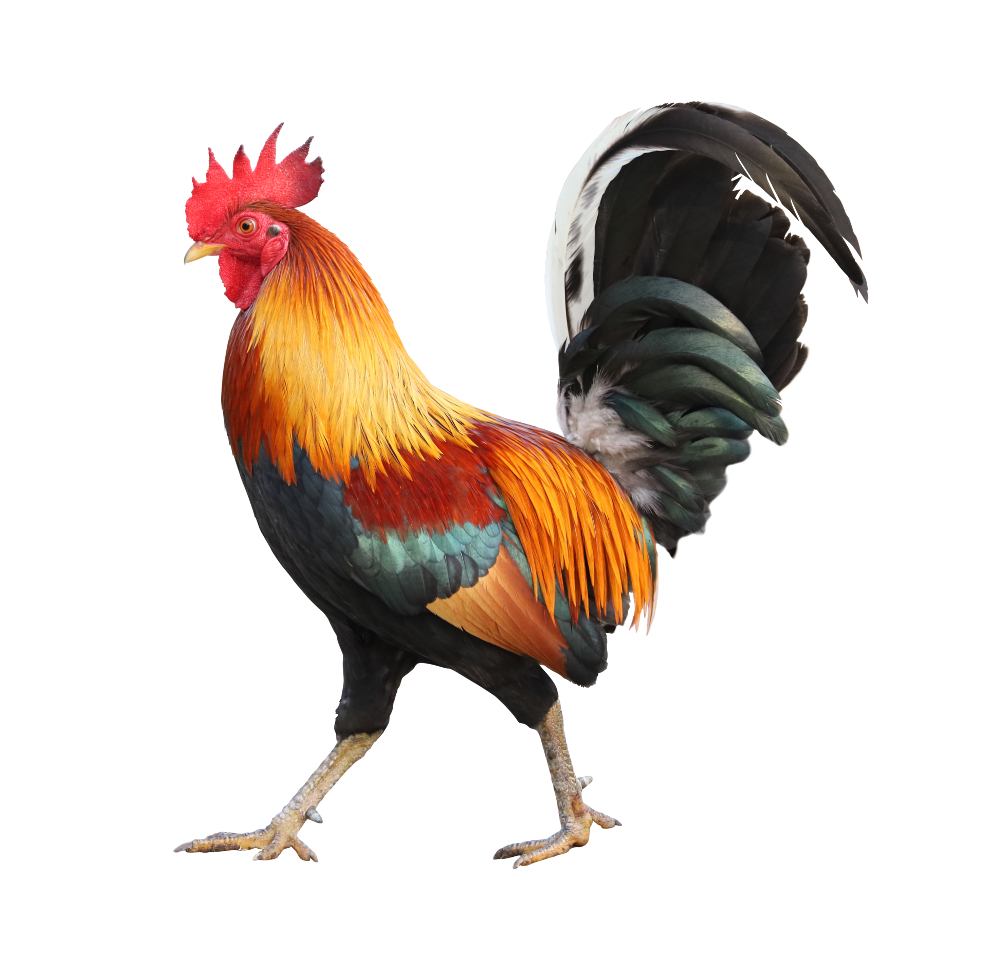 Geopolítica en este mundo de la Guerra de Ucrania - Página 22 Colorful-free-range-male-rooster-isolated-on-white-background-free-png