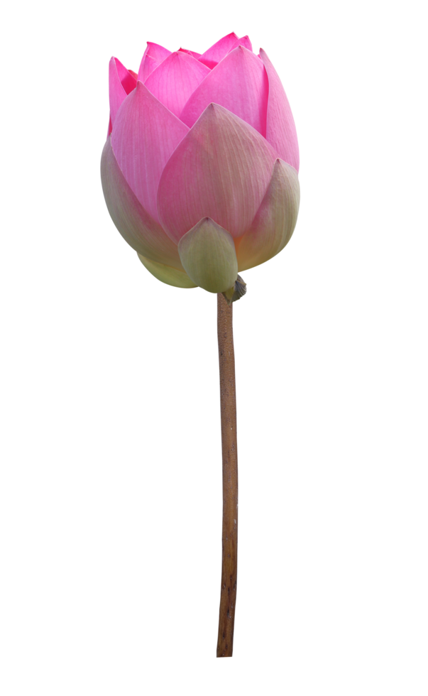 Pink lotus flower in full bloom isolated on transparent background for design usage purpose png