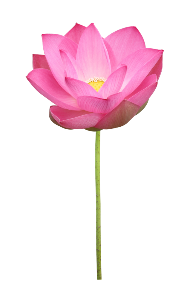 Pink lotus flower in full bloom isolated on transparent background for design usage purpose png