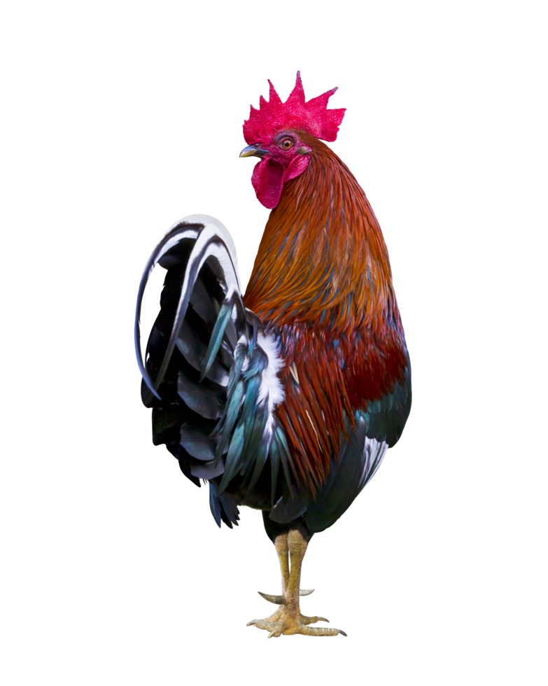 Colorful free range male rooster isolated on white background png