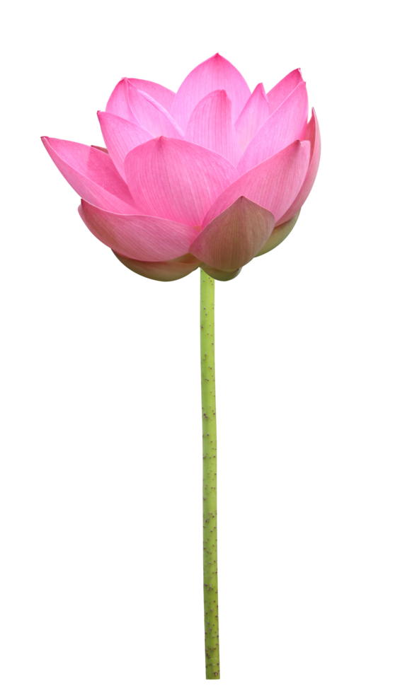 Pink lotus flower in full bloom isolated on transparent background for design usage purpose png