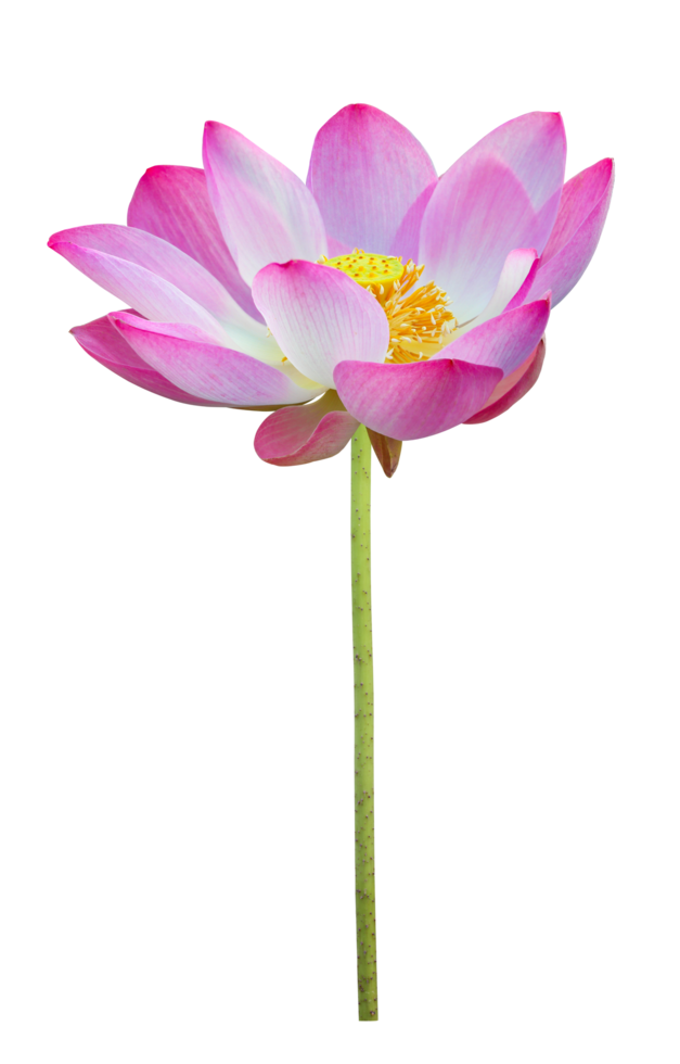 Pink lotus flower in full bloom isolated on transparent background for design usage purpose png