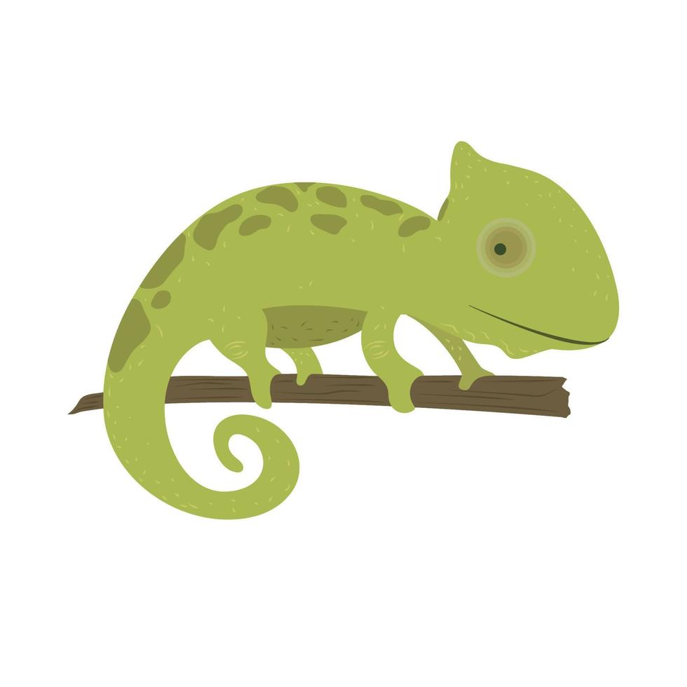 chameleon reptile animal vector