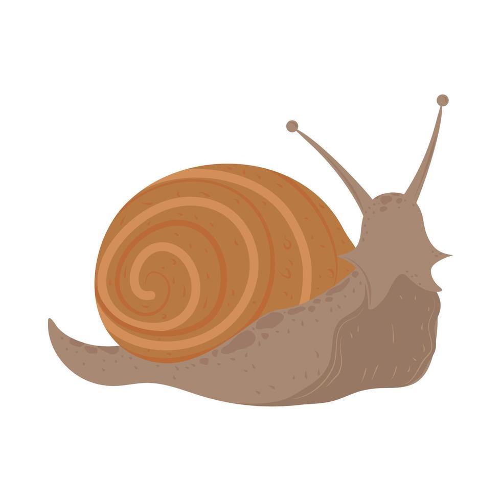 snail mollusk animal vector